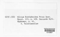 Golovinomyces biocellatus image